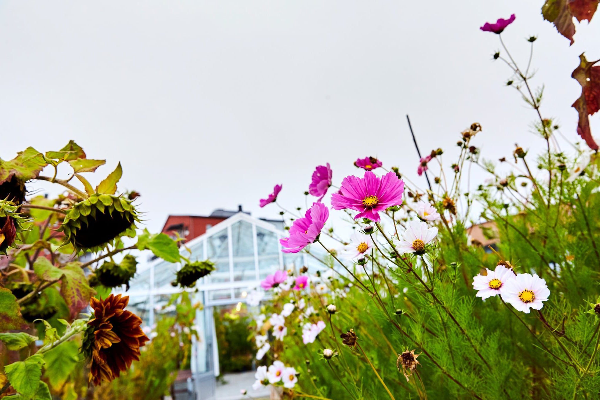 Blommor framför växthus.